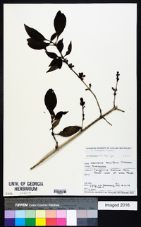 Coprosma tenuifolia image