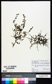 Coprosma rhamnoides image