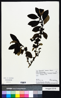 Coprosma robusta image