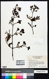 Coprosma colensoi image