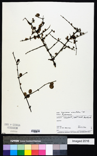 Coprosma crassifolia image