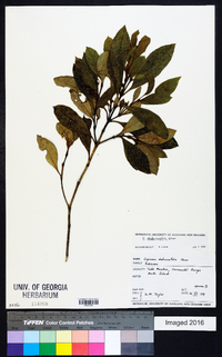 Media resource of Coprosma dodonaeifolia