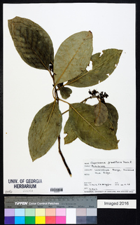 Image of Coprosma grandifolia