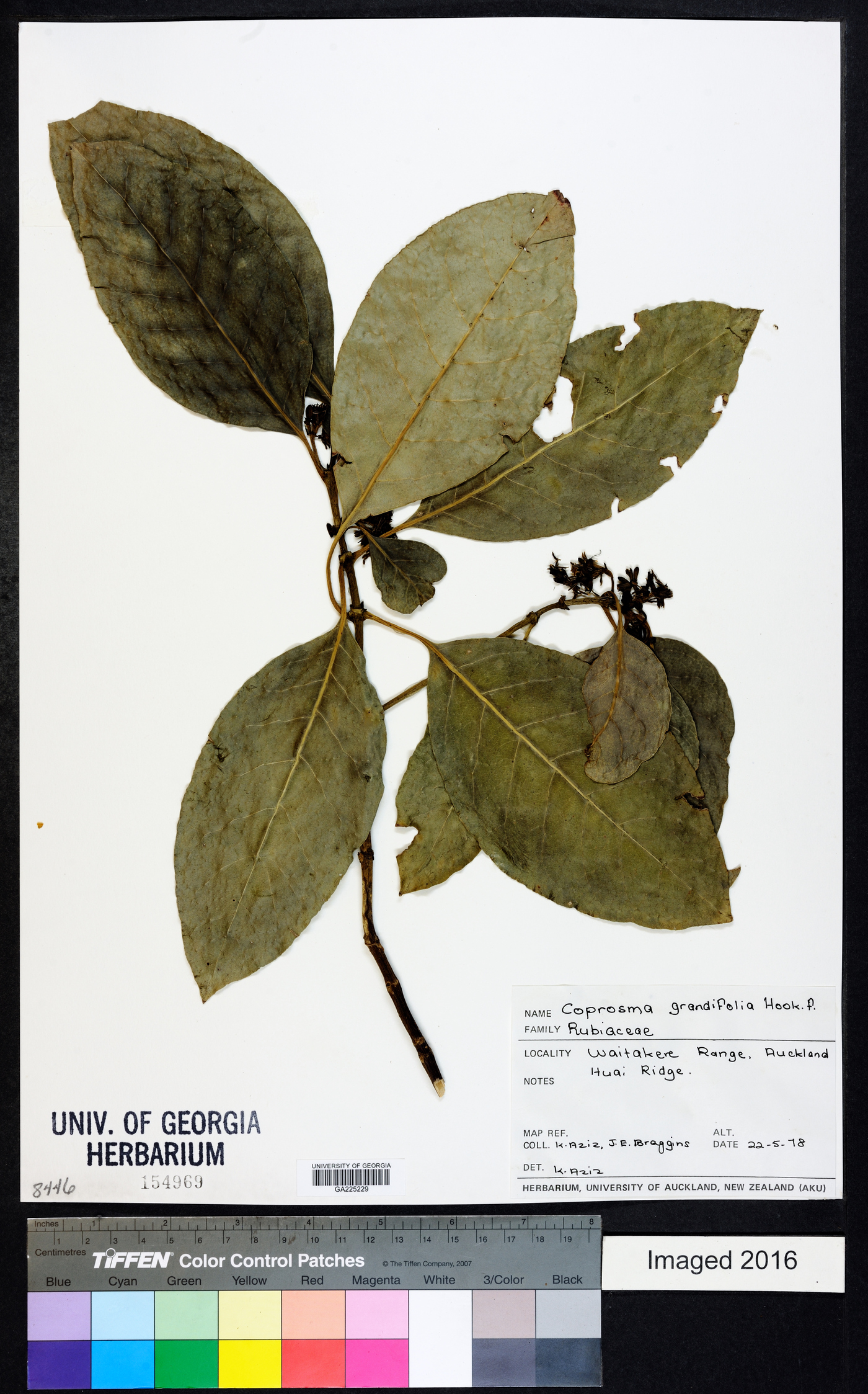 Coprosma grandifolia image