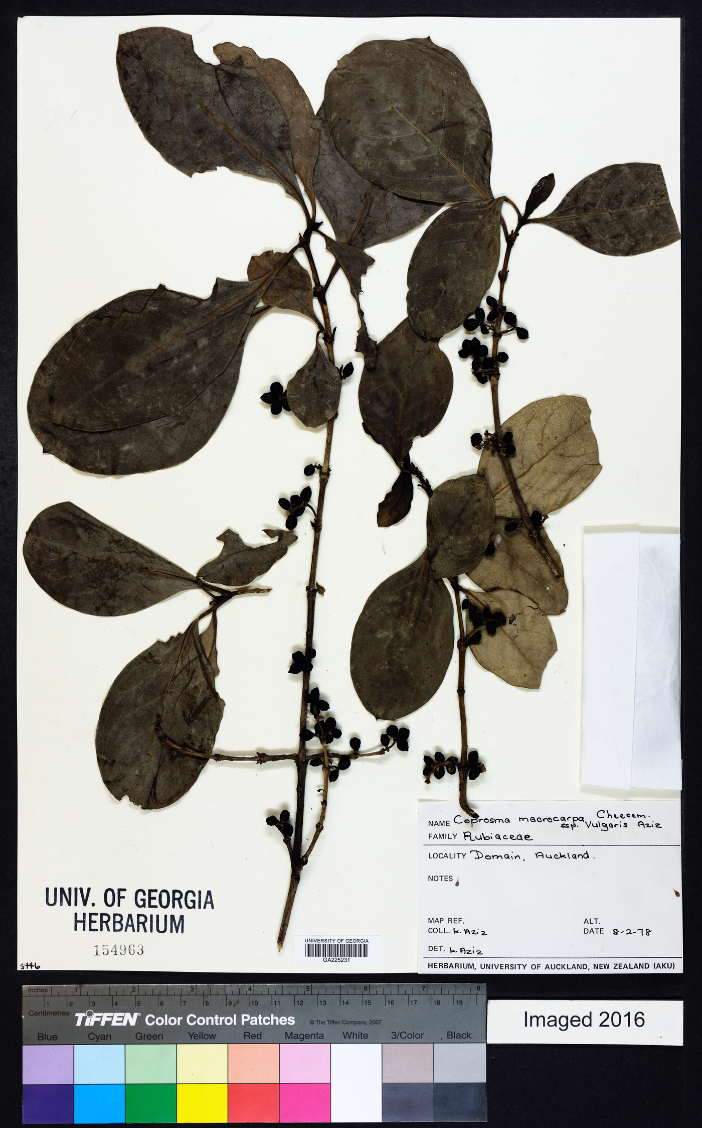 Coprosma macrocarpa image