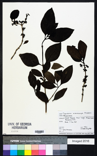 Coprosma macrocarpa image