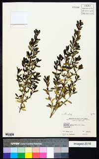 Image of Coprosma kirkii