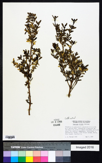 Coprosma kirkii image