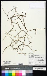 Coprosma virescens image