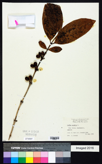 Coffea arabica image