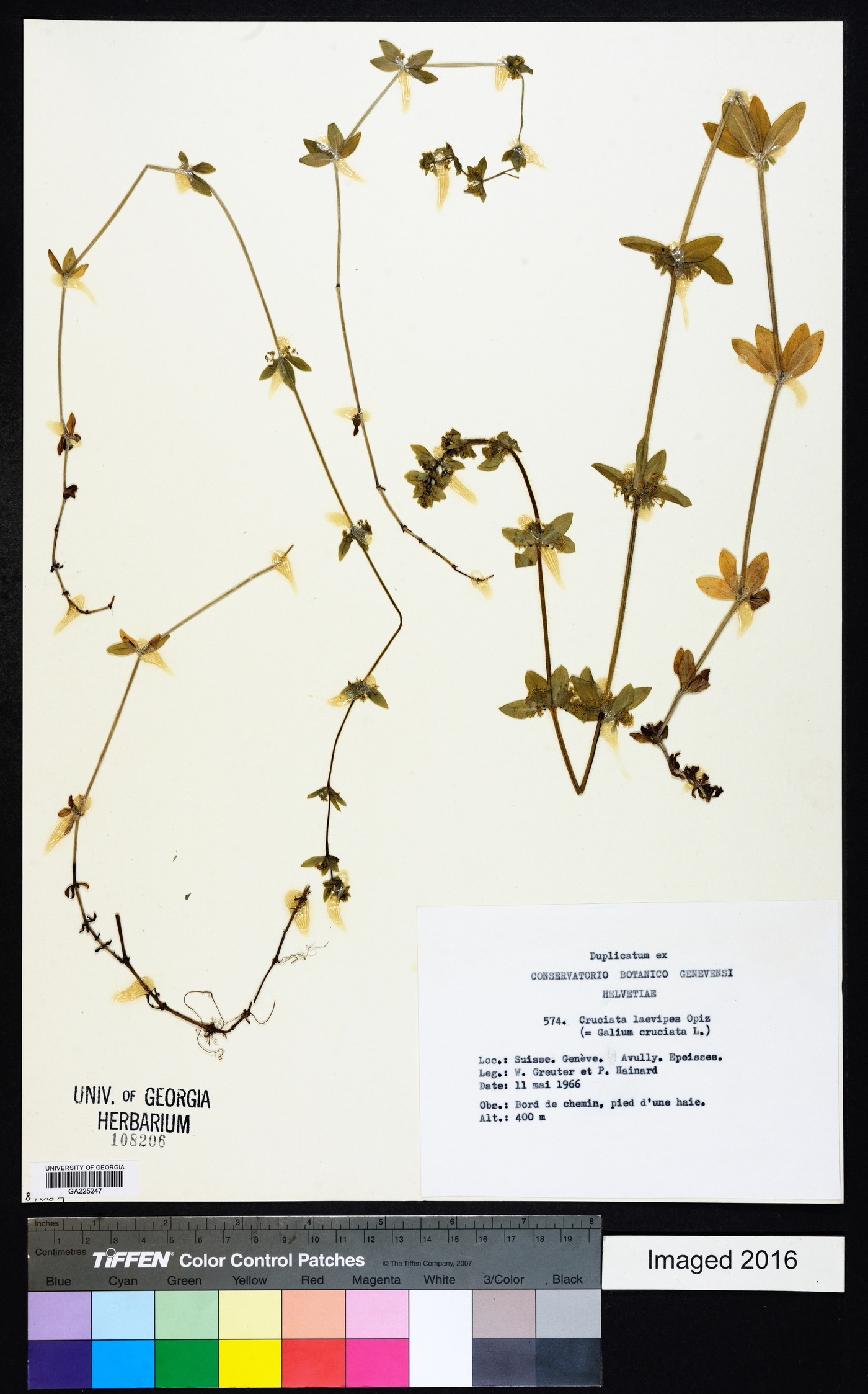 Cruciata laevipes image