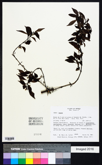 Image Associated With the Occurence