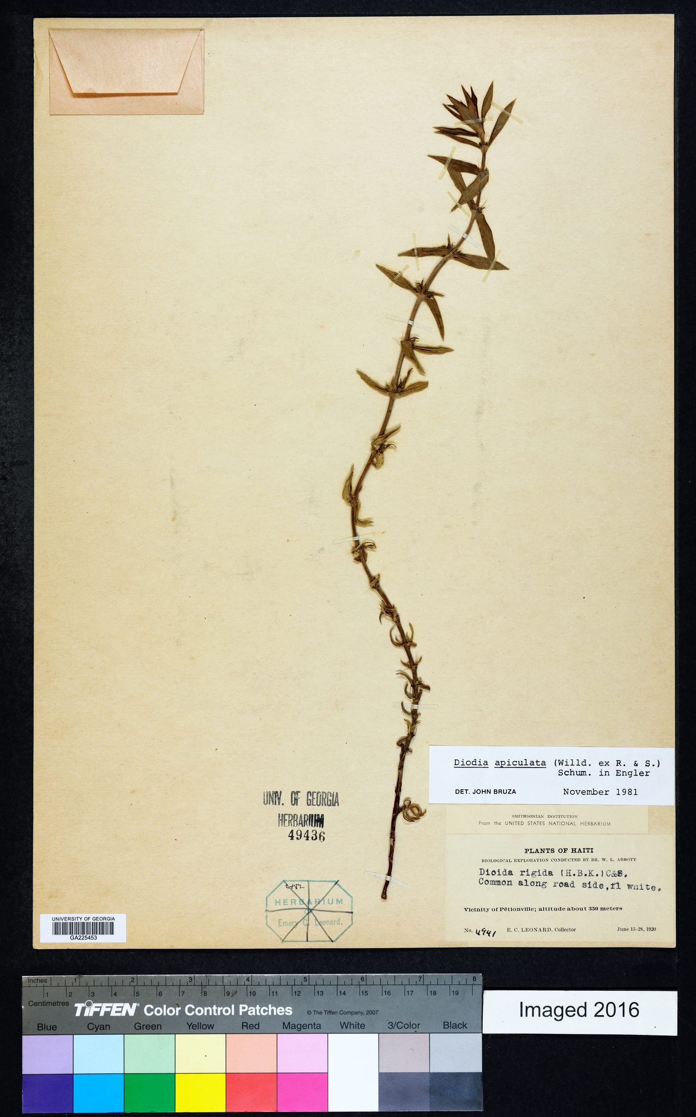 Diodia apiculata image