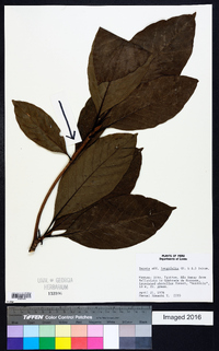 Duroia longifolia image