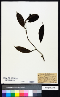 Faramea occidentalis image
