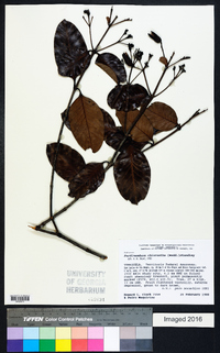 Ferdinandusa chlorantha image