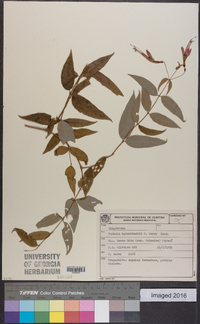 Image of Fuchsia hatschbachii