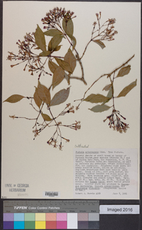 Fuchsia arborescens image