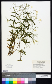 Galium arkansanum image