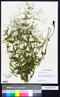 Galium arkansanum image