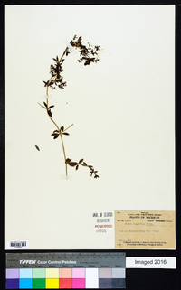 Galium asprellum image