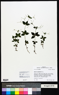 Galium circaezans image