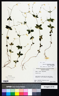 Galium circaezans image