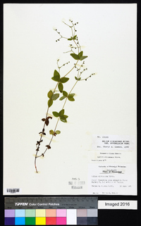 Galium circaezans image