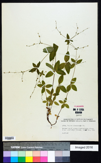 Galium circaezans image