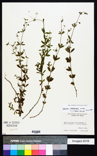 Galium circaezans image