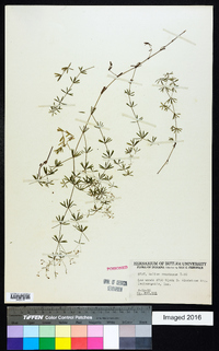 Galium concinnum image