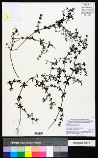 Galium hispidulum image