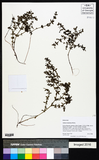 Galium hispidulum image