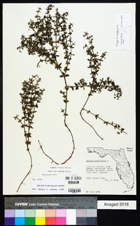 Galium hispidulum image