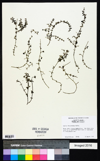 Galium hispidulum image