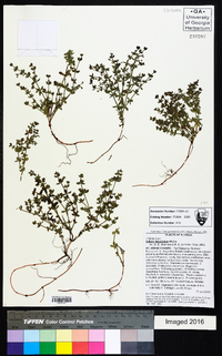 Galium hispidulum image