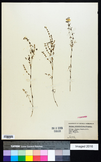 Galium labradoricum image