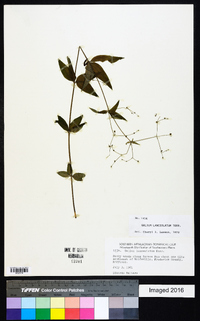 Galium lanceolatum image