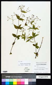 Galium latifolium image