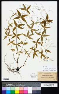 Galium latifolium image