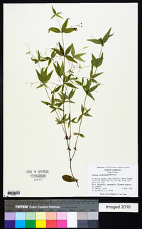 Galium latifolium image