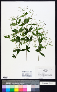 Galium latifolium image
