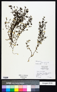 Galium obtusum image