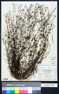 Galium obtusum subsp. filifolium image