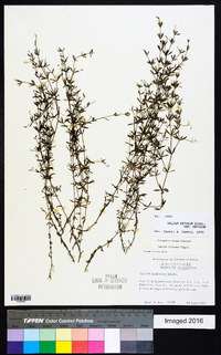 Galium obtusum image