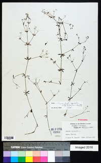 Galium obtusum image