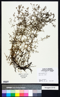 Galium obtusum image