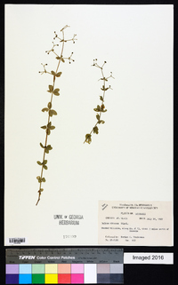 Galium obtusum image