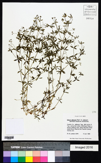 Galium obtusum image