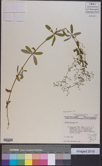 Galium pilosum image